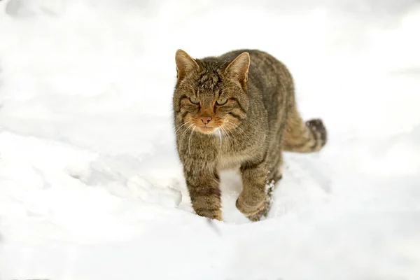 Wildcat Male Snow Looking Food Very Cold January Day Snowing — Stock Photo, Image