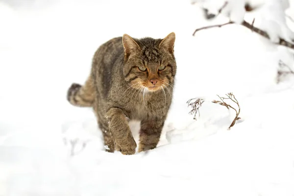 Wildcat Samiec Śniegu Szuka Jedzenia Bardzo Zimny Styczniowy Dzień Śnieg — Zdjęcie stockowe