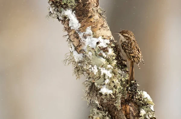 Kurzfüßiger Baumkletterer Schneebedeckten Eichenwald Einem Kalten Januartag Ersten Licht — Stockfoto