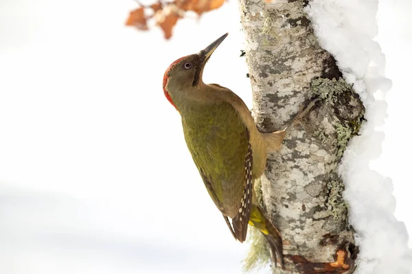 Green Woodpecker Female Snowy Oak Forest First Light Cold January — Stock Photo, Image