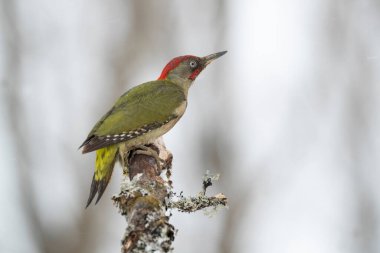 Soğuk kar yağan yeşil ağaçkakan erkek Ocak günü meşe ormanında