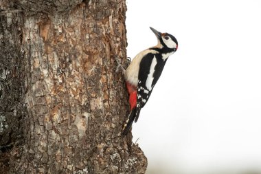 Büyük benekli ağaçkakan çok soğuk bir günde meşe ormanında günün ilk ışıklarıyla
