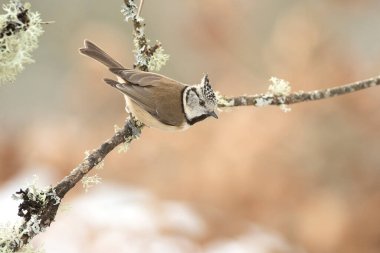 Crested tit on a very cold January day, snowing, with the last light of the afternoon in an oak forest