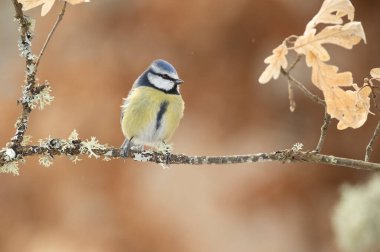 Blue tit in a snowy oak forest in winter with the first light of the morning