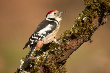 Soğuk bir ocak günü sağanak yağışlı bir kar yağışı sonrası meşe ormanında yiyecek arayan bir ağaçkakan erkek.