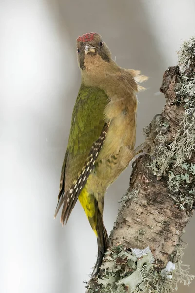 寒冷的1月1日清晨 在雪白的橡木林中啄木鸟的绿雌鸟 — 图库照片