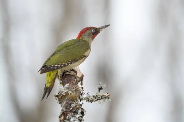 Green Woodpecker Male Cold Snowing January Day Oak Forest — Stock Photo, Image