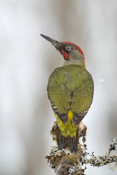 Green Woodpecker Male Cold Snowing January Day Oak Forest — Stock Photo, Image