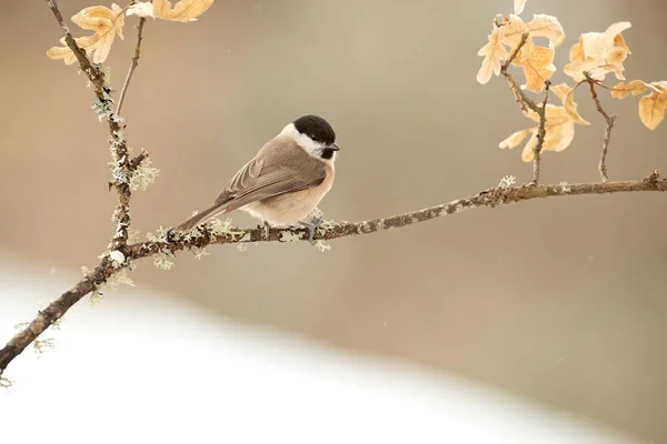 Marsh Tit Very Cold January Day Snowing Last Light Afternoon — Stock Photo, Image