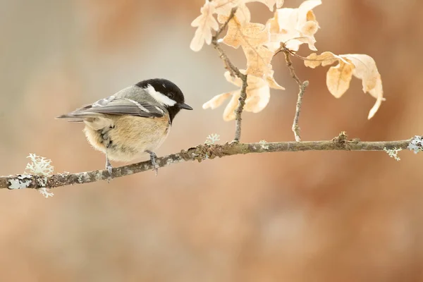 Marsh Tit Very Cold January Day Snowing Last Light Afternoon — Foto de Stock
