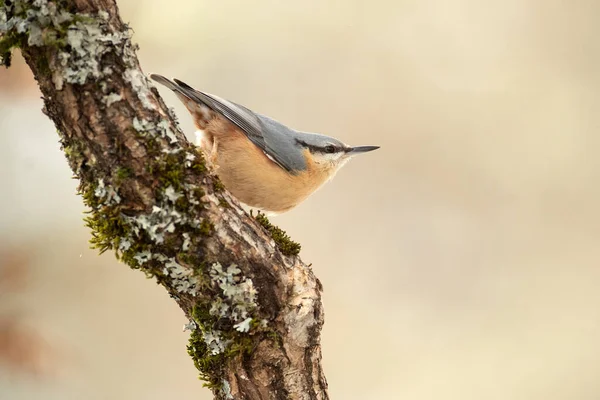 Eurasian nuthatch with the last lights in a forest of oaks and pines