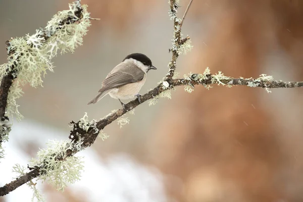 Marsh Tit Very Cold January Day Snowing Last Light Afternoon — Photo