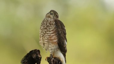 Avrasya serçesinin genç erkek atmacası, Akdeniz ormanlarındaki en sevdiği yerlerinden birinde sabahın ilk ışıklarıyla avını arıyor.