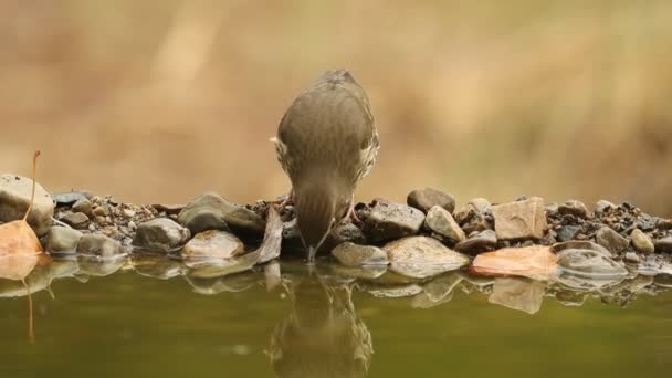 Dospělý Samec Euroasijského Vrabčáka Jestřába Pije Koupe Přirozeném Vodním Bodě — Stock video