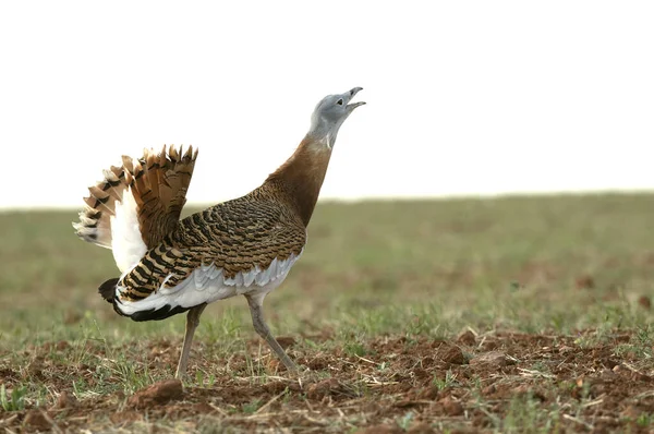 Great Bustard Male Rutting Season Unsown Field Cereals Spring Central — Stock Photo, Image