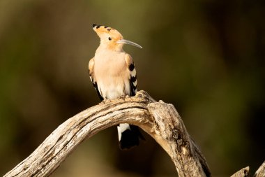 Hoopoe günün son ışığında en sevdiği gözetleme kulesinde