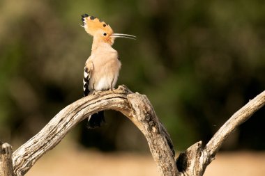 Hoopoe günün son ışığında en sevdiği gözetleme kulesinde