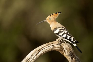 Hoopoe günün son ışığında en sevdiği gözetleme kulesinde