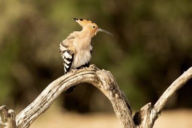 Hoopoe günün son ışığında en sevdiği gözetleme kulesinde