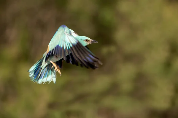 Europese Roller Vliegen Een Mediterraan Bos Zijn Broedgebied Met Het — Stockfoto