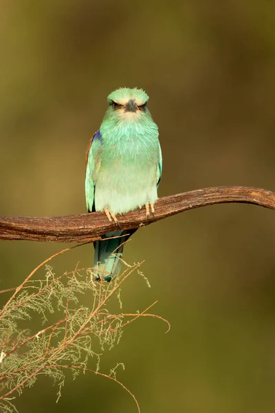 European Roller Last Light Day His Favorite Vantage Point His — Stock Photo, Image