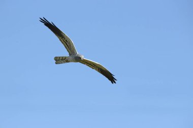 Erkek Montagu 'nun taşıyıcısı günün ilk ışıklarıyla bozkırda üreme bölgesinde uçuyor.