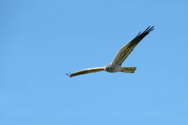 Erkek Montagu 'nun taşıyıcısı günün ilk ışıklarıyla bozkırda üreme bölgesinde uçuyor.