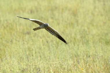 Erkek Montagu 'nun taşıyıcısı günün ilk ışıklarıyla bozkırda üreme bölgesinde uçuyor.