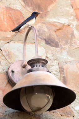 Kırsal bir evde kırsal bir lambayı kırlangıç kırlangıcı günün ilk ışıklarıyla