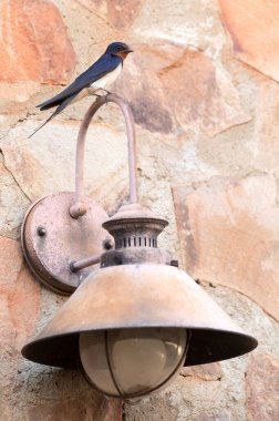 Kırsal bir evde kırsal bir lambayı kırlangıç kırlangıcı günün ilk ışıklarıyla