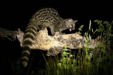 Yetişkin erkek Genet, kendi bölgesinin içinde Akşamüstü meşe ve çamlardan oluşan bir ormanda
