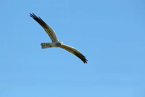 Die Rohrweihe Des Männchens Montagu Fliegt Mit Dem Ersten Tageslicht — Stockfoto