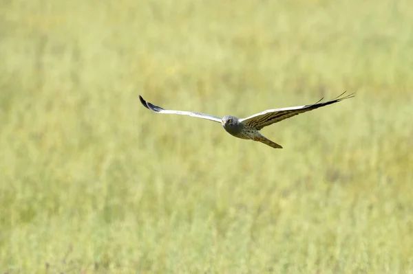 stock image Male Montagu's harrier flying in its breeding territory in a cereal steppe with the first light of day