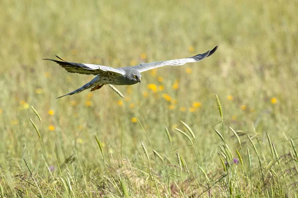 Die Rohrweihe Des Männchens Montagu Fliegt Mit Dem Ersten Tageslicht — Stockfoto