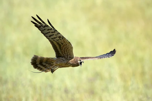 Weibchen Montagus Rohrweihe Fliegt Frühjahr Ihrem Brutgebiet Auf Einem Getreidefeld — Stockfoto