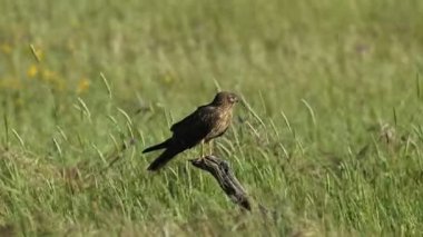 Dişi Montagu 'nun harrier' i sabahın erken saatlerinde üreme bölgesinde en sevdiği yerde, ilkbaharda bir sera tarlasında.