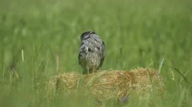 Yetişkin erkek Montagu 'nun taşıyıcısı sabahın erken saatlerinde tüylerini sera balyasıyla geriyor ve temizliyor.