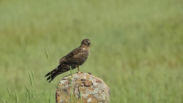 Adult Female Montagu Harrier Stretching Cleaning Her Plumage Ceral Farm — Stock Video