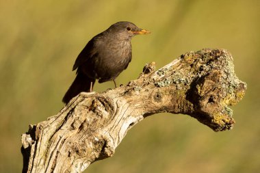 Akdeniz ormanlarında gecenin son ışıklarıyla sıradan bir karatavuk dişi.