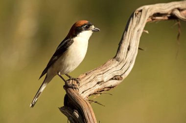 Ağaçkakan erkek, Akdeniz ormanlarında bir tünekte günün ilk ışıklarıyla.