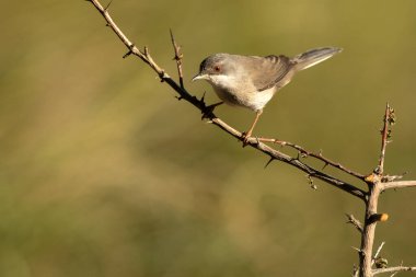 Sardunya bülbülü Akdeniz ormanlarında bir su birikintisinin yanında bir bahar gününün son ışıklarıyla