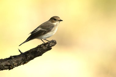 Pied Flycatcher dişisi sabahın erken saatlerinde Akdeniz ormanlarındaki bir su birikintisinin yakınında.