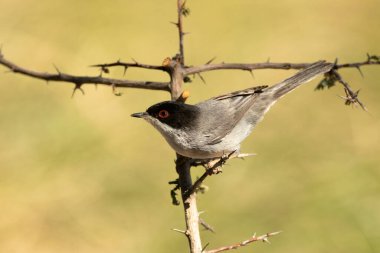 Sardunya bülbülü Akdeniz ormanlarında bir su birikintisinin yanında bir bahar gününün son ışıklarıyla