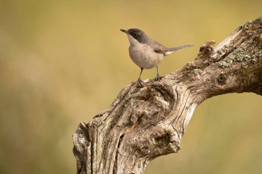 Batı Orphean bülbülü, günün ilk ışıklarıyla ilkbaharda bir meşe ve çam ormanının içindeki bir çeşmede.