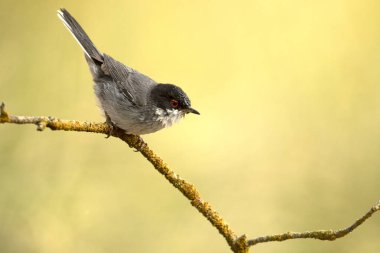 Sardunya bülbülü Akdeniz ormanlarında bir su birikintisinin yanında bir bahar gününün son ışıklarıyla