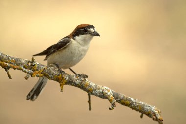 Yetişkin dişi Woodchat ördekleri, Akdeniz ormanlarındaki üreme alanlarından birinin gözetleme kulelerinden birinde ötüyor.