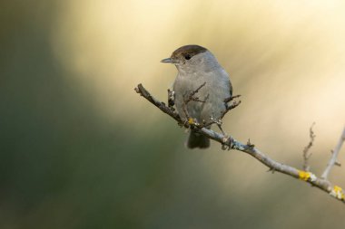 Bir bahar gününün son ışıklarıyla Akdeniz ormanlarında sıradan bir beyaz boğazlı erkek.