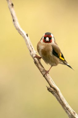 Akdeniz ormanlarındaki ispinozlar gecenin son ışıklarıyla