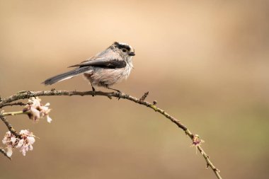 Long-tailed tit in a Mediterranean forest with the first light of the day