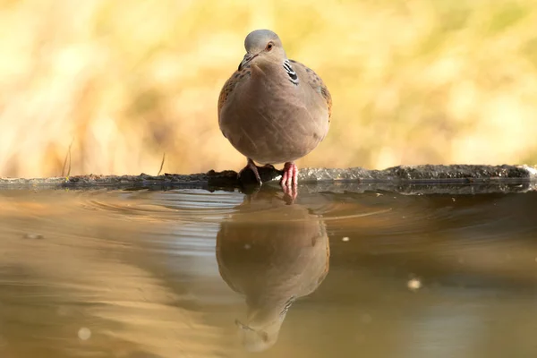 European Turtle Dove First Light Morning Water Point Mediterranean Forest — Stock Photo, Image